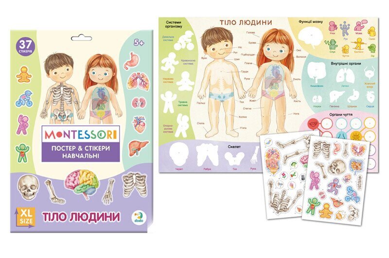 Купити Навчальний постер з наклейками "Тіло людини"  Dodo 300901 Різнокольоровий Артикул: 4823115913456 Фото №1