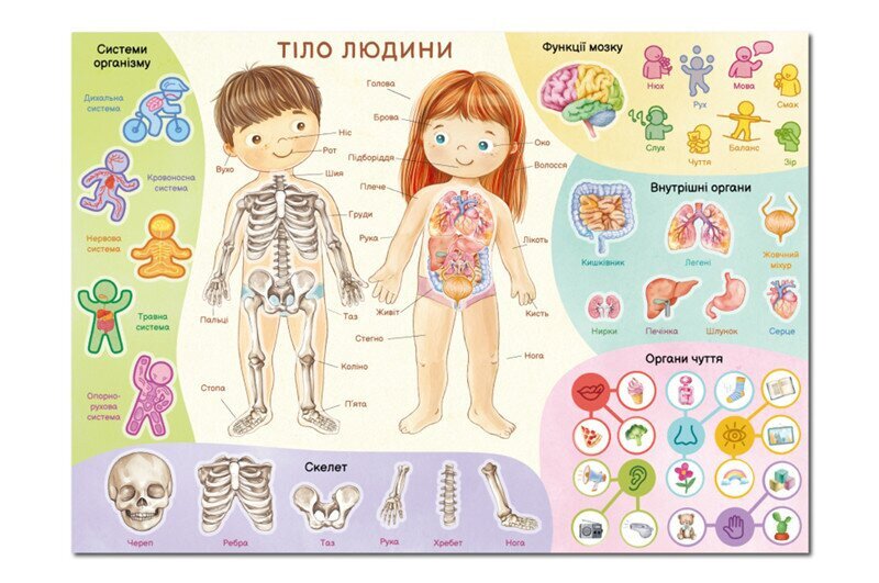 Купити Навчальний постер з наклейками "Тіло людини"  Dodo 300901 Різнокольоровий Артикул: 4823115913456 Фото №2