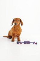 Игрушка канат с узлами для собак KUMAOCHONGWUYONGPIN KM52661 Сине-красный (2002014440924)  Фото №1
