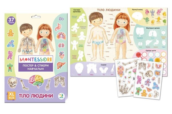 Купити Навчальний постер з наклейками "Тіло людини"  Dodo 300901 Різнокольоровий Артикул: 4823115913456 Фото №1