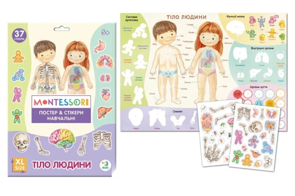 Купить Учебный постер с наклейками "Тело человека" Dodo 300901 Разноцветный Артикул: 4823115913456 Фото №1