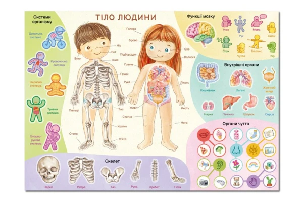 Купить Учебный постер с наклейками "Тело человека" Dodo 300901 Разноцветный Артикул: 4823115913456 Фото №2