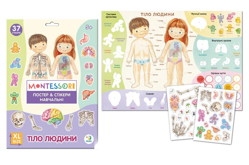 Купити Навчальний постер з наклейками "Тіло людини"  Dodo 300901 Різнокольоровий Артикул: 4823115913456 Фото повноекранне №1