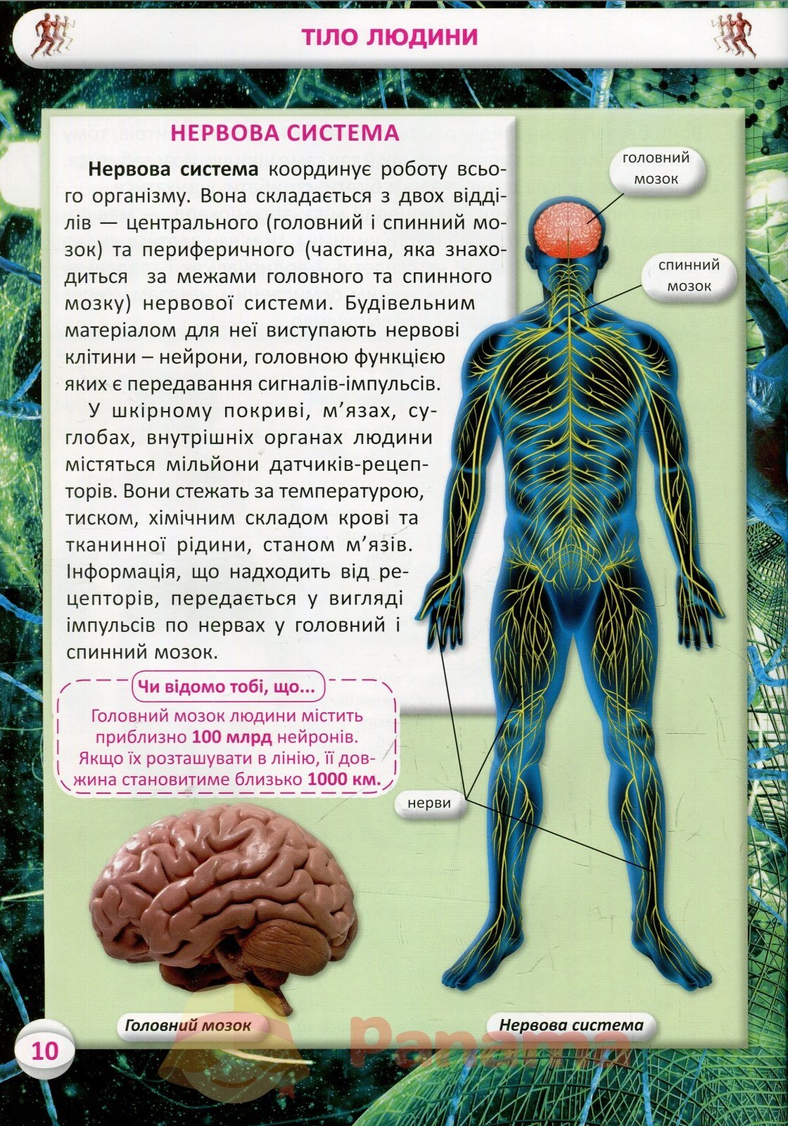 Книга &quot;Усе про тіло людини. 1000 цікавих фактів&quot; 8362 (9789669368362)  Фото №1